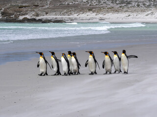 Obraz premium King Penguin Group, Aptenodytes patagonica, on the white sandy beach of Volunteer Point, Falklands / Malvinas