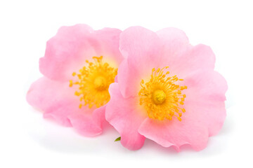 The flowers of wild rose isolated.Pink flowers.