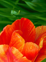 Close-up of a tulip with raindrops