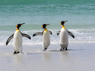 Obraz na płótnie Canvas King Penguin Group, Aptenodytes patagonica, comes from the sea on the beach of Volunteer Point, Falklands / Malvinas