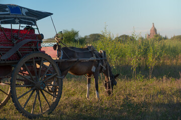 Close up Horse cart in Bagan, Myanmar