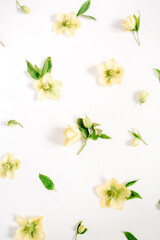 Beautiful yellow hellebore flowers and green leaf texture on white background. Flat lay, top view. Floral lifestyle composition.