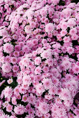 Obraz premium the beautiful flower in nature
