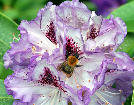 Humla p&aring; Rhododendron