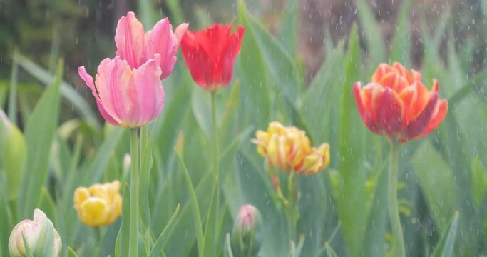 closeup footage rain on flowers tulip