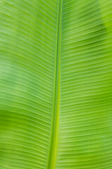 banana leaf texture