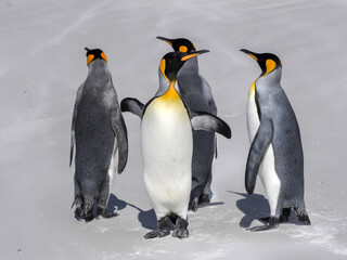 King Penguin Group, Aptenodytes patagonica, on the white sandy beach of Volunteer Point, Falklands / Malvinas