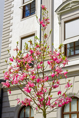 Blooming magnolia tree