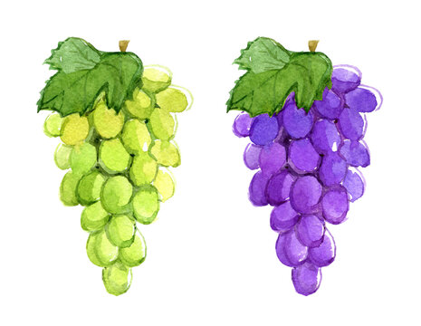 Branch of blue and green grapes, isolated on white background, watercolor illustration