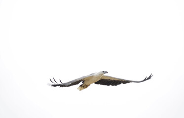 White Bellied Sea Eagle in flight with wings spread on white sky background.