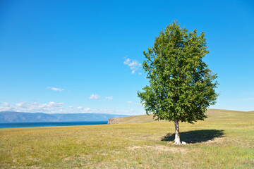 Beautiful solitary birch (Latin Bétula) on the shore of the Small Sea. Olkhon Island. Baikal Lake