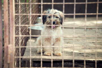 Puppy in a shelter behind fence sitting and looking for adopters
