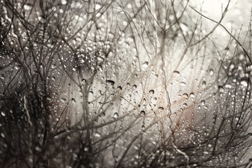 Abstract of  bare branches,view through the window on rainy day.Selective focus.