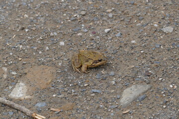 Animaux des Pyrénées : Grenouille des Pyrénées
