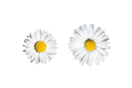 G&auml;nsebl&uuml;mchen Freisteller