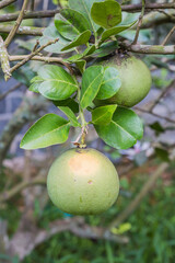 pomelo fruit on tree