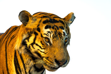 Portrait of tiger, tiger face.isolated on white background with clipping path.