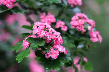 Branch with beautiful flowers.