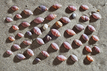 seashells in beach, shells in sand