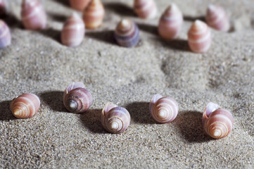 seashells in beach, shells in sand