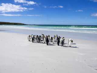 King Penguin , Aptenodytes patagonica, on the white sandy beach of Volunteer Point, Falklands /...
