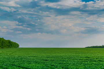 Fototapeta premium Blue sky and clouds over the green field.