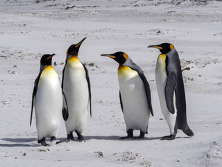 Fototapeta premium King Penguin , Aptenodytes patagonica, on the white sandy beach of Volunteer Point, Falklands / Malvinas