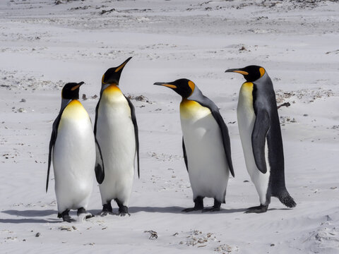 King Penguin , Aptenodytes patagonica, on the white sandy beach of Volunteer Point, Falklands / Malvinas