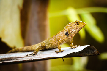 chameleon