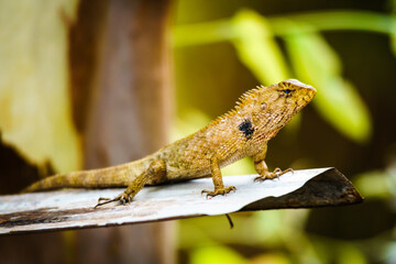 chameleon