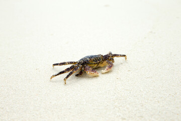 crab on beach