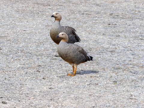 Ruddy-headed goose, Chloephaga rubidiceps, Volunteer point, Falkland Islands - Malvinas