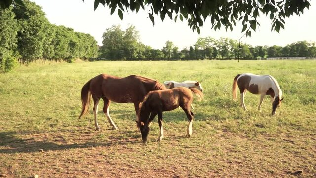 horses with foals in the farm