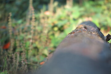 Natur