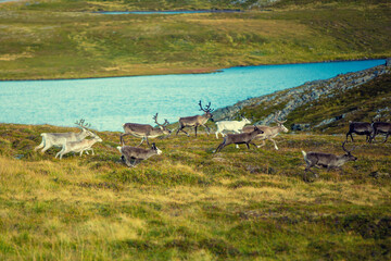 A herd of deer grazing in a meadow in Lapland