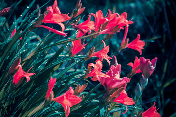 Vintage wild lily flowers natural background