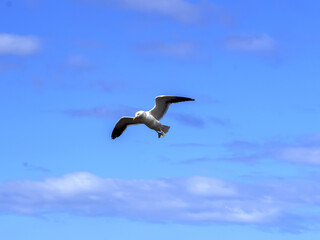 Fototapeta na wymiar Flying Kelp Gull, Larus dominicanus, Volunteer point, Falkland Islands - Malvinas