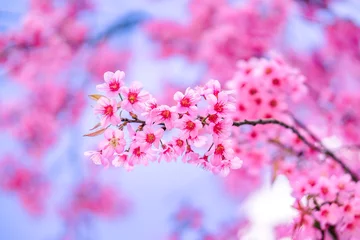 Poster beautiful Flower Pink Wild Himalayan Cherry Cherry Blossom or sakura Thailand in Chiang Mai © SITTICHAI