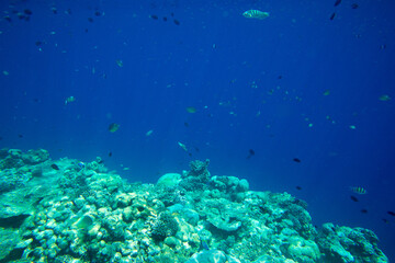 Fototapeta na wymiar Underwater world landscape