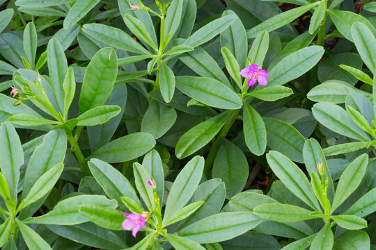 Ginseng herb or Panax flower and leaf (Talinum paniculatum)