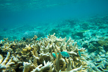 Fototapeta premium Underwater world landscape