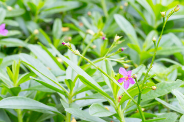 Ginseng herb or Panax flower and leaf (Talinum paniculatum)