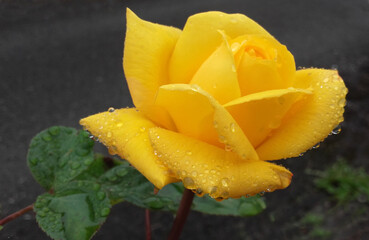 YELLOW ROSE