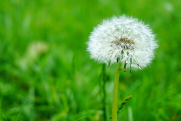 Dandelion Seed Pod