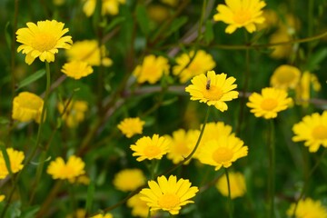 yellow daisies on the field close-up