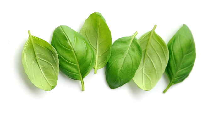 Fresh basil leaves.