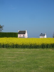 rape field and houses