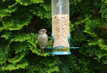 Naklejka premium Sperling,Spatz,Futterspender