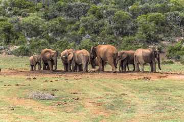 Plakat Elephants having a bath on water hole, South Africa