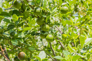 fresh lime on tree